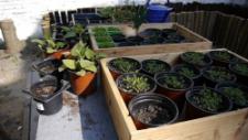 Herbs The members of the centre planted seeds into pots in spring and they are now growing