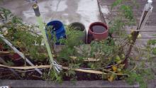 There are also rainwater barrels collecting water as the summers are dry & the plants & veggies need watering