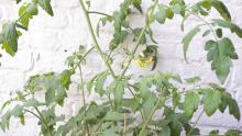 The tomatoes growing on the balcony from organic seeds