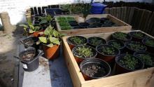 The members of the centre planted seeds into pots in spring and they are now growing