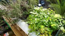 From seedlings to full sized plants, the balcony is full of herbs, aromatic plants and vegetables growing
