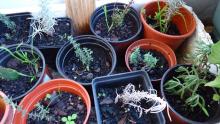 Pedro's herbal and aromatic plants nursery. He often gives visitors plants that they can take home and grow themselves 